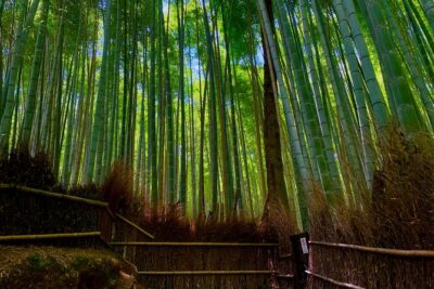 Kyoto Early Bird English Tour: Fushimi-Inari and Arashiyama