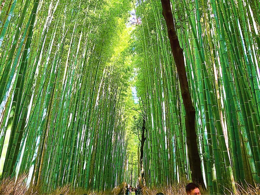 Kyoto Full-Course Tour: Explore 10 Must-Sees & Hidden Gems - Why this one-day Kyoto circuit is such good value