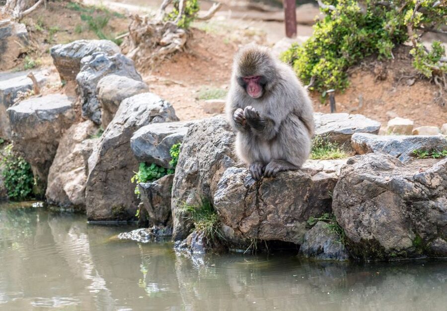 Kyoto: Fushimi, Arashiyama - Bamboo, Monkey, Torii & Secrets - The Monkey Park Climb: Wild Monkeys and Real Views