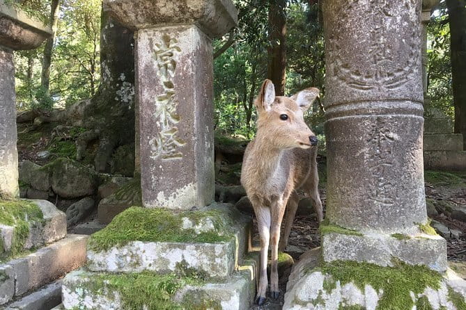 Kyoto & Nara Private customized tour with English speaking Guide - How the English-Speaking Guide Improves the Whole Day