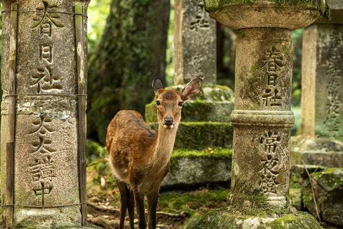 Kyoto&Nara Private Highlights Tour with English driver Pickup - Key highlights that make this tour worth your time
