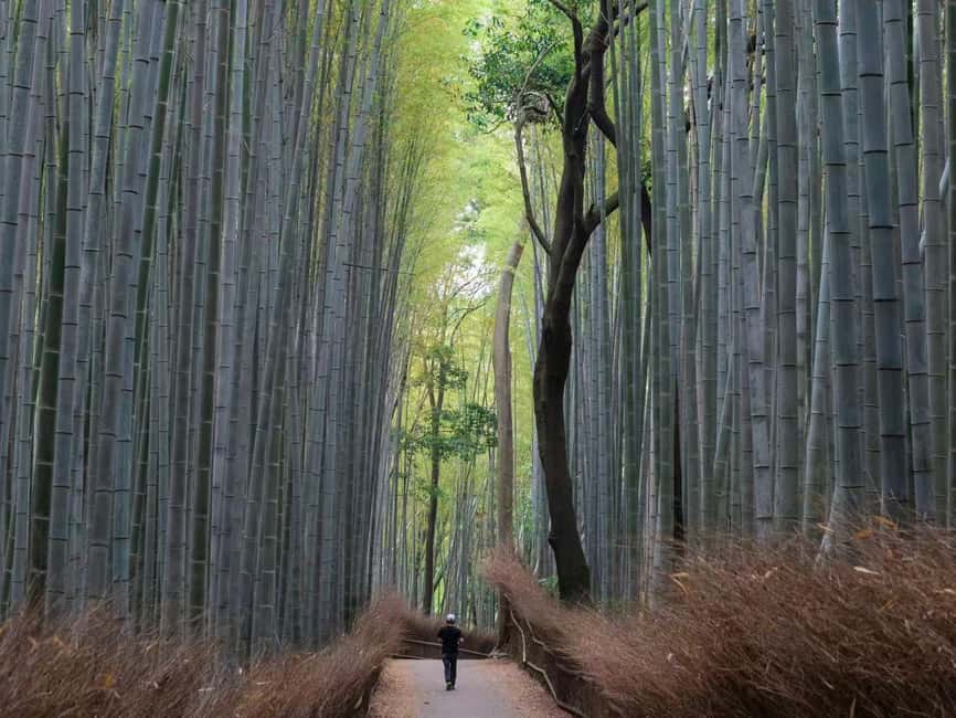 Kyoto & Nara Private Luxury Car Tour: Encounter with Deer - Fushimi Inari’s Red Torii Tunnel: The Main Character Moment