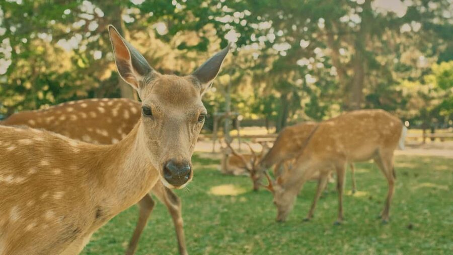 Kyoto & Nara Private Luxury Car Tour: Encounter with Deer - The Drive to Nara: Where the Pace Changes