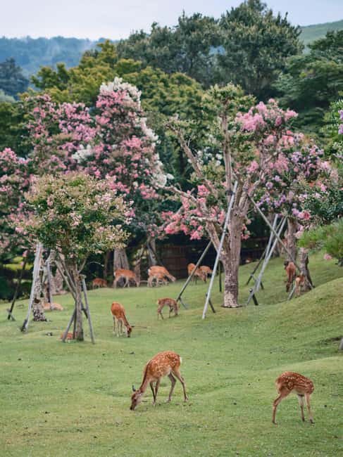Kyoto & Nara Private Luxury Car Tour: Encounter with Deer - Nara Park Deer: The Most Peaceful Part of the Whole Day