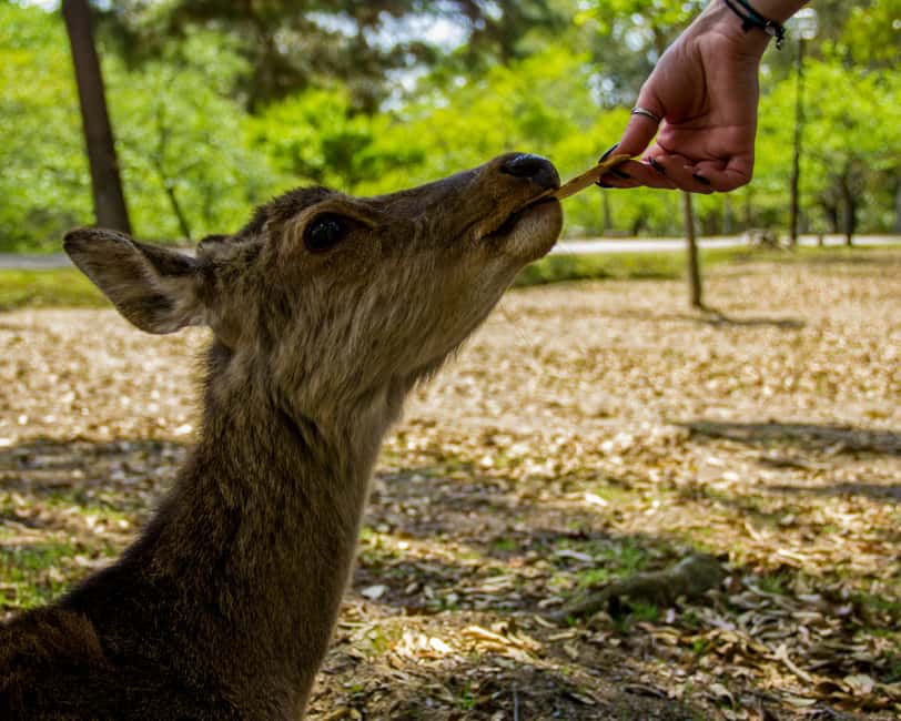 Kyoto & Nara Private Luxury Car Tour: Encounter with Deer - Optional Extras Back in Kyoto: Nishiki Market or Old Streets and Gion