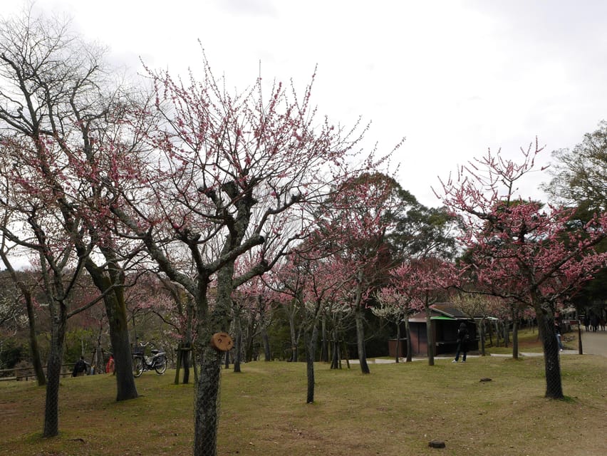 Kyoto: Nara, Todaiji, Kasuga Taisha Shrine Private Full Day - Who this tour fits best, and who might want a different plan