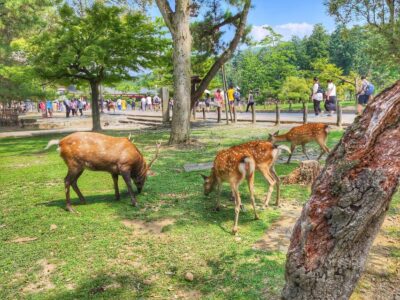 Nara, Todaiji, Kasuga Taisha Shrine Private Full Day