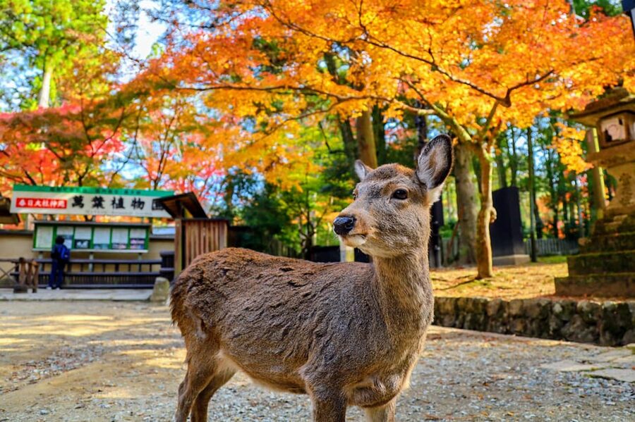 Kyoto: Nara & Traditional Matcha Experience Bus Tour - Key highlights you should care about