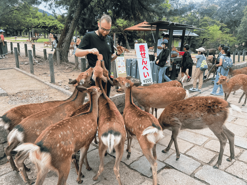 Kyoto: Nara & Traditional Matcha Experience Bus Tour - Kasuga Taisha and the 3,000 stone lantern effect