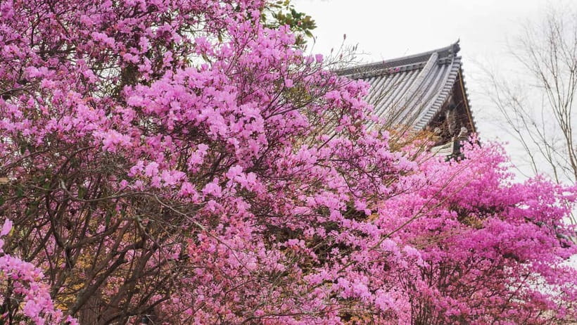 Kyoto: Ninnaji Temple Entry Ticket - The Temple Complex in Motion: What the Grounds Give You