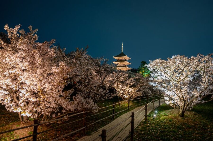 Kyoto: Ninnaji Temple Entry Ticket - Omuro Sakura: Late-Blooming Cherry Trees and the Chumon Fee