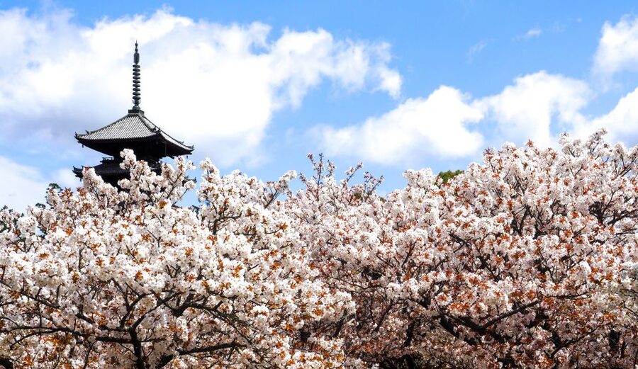 Kyoto: Ninnaji Temple Entry Ticket - Reiho-kan Museum: When You Want Treasures Without the Museum Fatigue