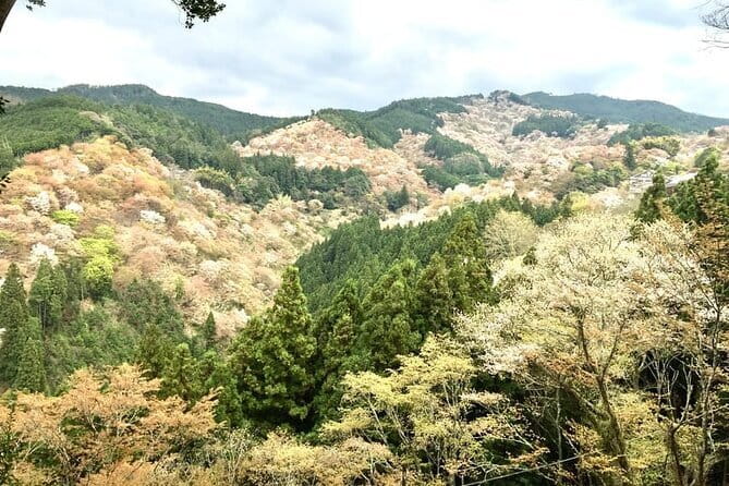 Kyoto One Day Sightseeing Tour from Osaka or Kyoto - Togetsukyo Bridge: the iconic span, plus a key viewpoint