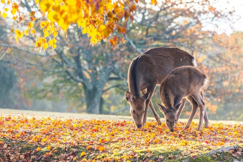 Kyoto/Osaka: Kinkakuji, Bamboo Forest, and Nara Deer Park - Key things that make this tour worth your time