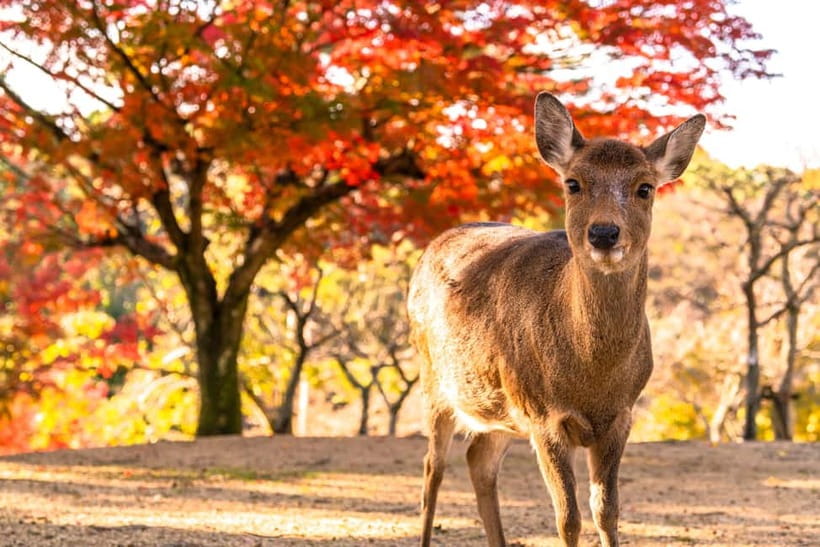 Kyoto/Osaka: Kinkakuji, Bamboo Forest, and Nara Deer Park - Arashiyama Sagano Bamboo Forest and Togetsukyo: what that walk really feels like
