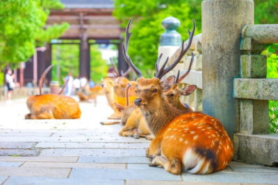 Kyoto/Osaka: Kinkakuji, Bamboo Forest, and Nara Deer Park