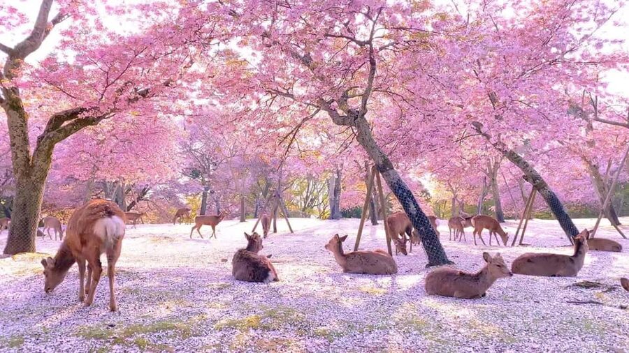 Kyoto/Osaka: Kyoto and Nara Customized Private Guided Tour - Key highlights worth planning around