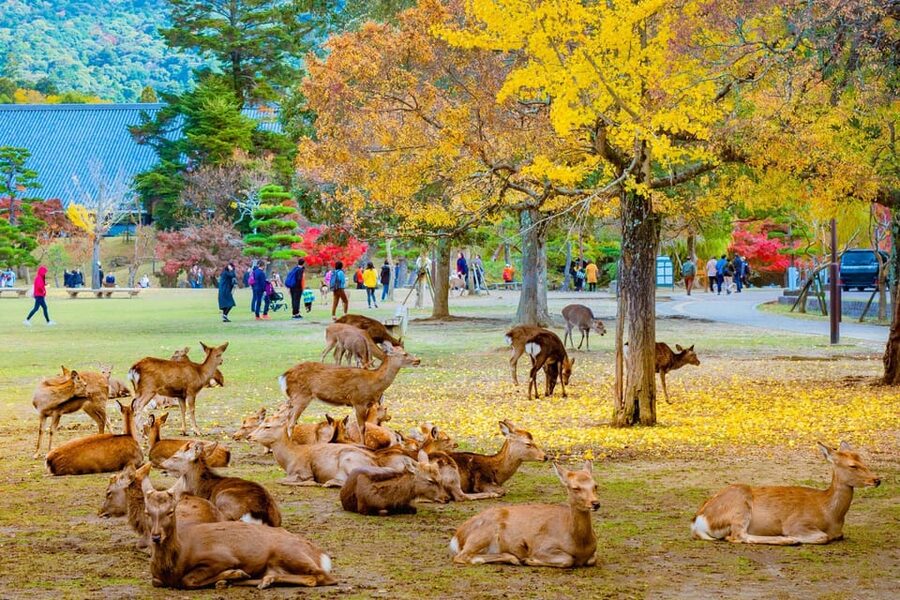 Kyoto/Osaka: Kyoto and Nara Customized Private Guided Tour - Why this Kyoto and Nara one-day route makes sense