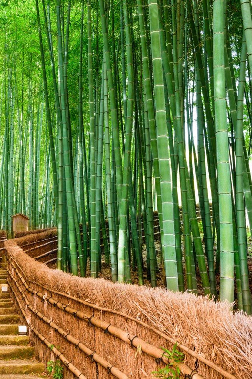 Kyoto/Osaka: Kyoto and Nara Customized Private Guided Tour - Kiyomizu-dera: why it deserves more than a photo stop