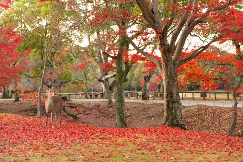 Kyoto/Osaka: Nara, Fushimi Inari Taisha, Arashiyama Bus Tour - Arashiyama Bamboo Forest: Zen Calm, Sunlight, and Practical Footsteps