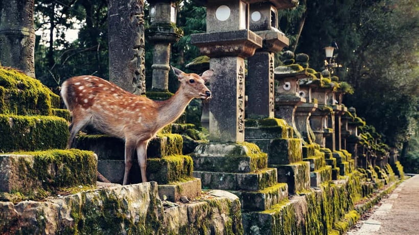 Kyoto/Osaka: Nara, Fushimi Inari Taisha, Arashiyama Bus Tour - The Real Itinerary Feel: Pacing, Crowd Control, and What to Bring