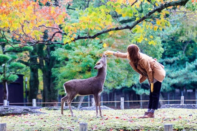 Kyoto/Osaka: Nara, Fushimi Inari Taisha, Arashiyama Bus Tour - Who This Tour Suits Best, and Who Should Skip It