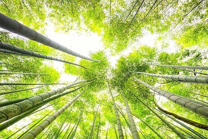 Kyoto, Osaka, Nara Private Tour by Car English Driver Guide - Nara Day Route: Deer Park, Todai-ji, Wakakusayama, Horyu-ji, and Naramachi