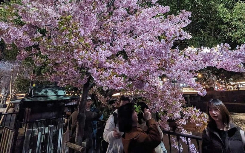 Kyoto: Personalize, private tour (3h, 5h, 8h) [W/Car Option] - Who this tour is best for, and who should skip it
