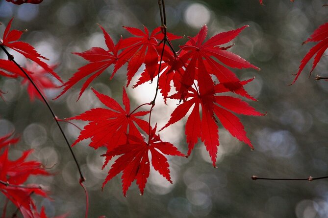 Kyoto: Private Flexible 3 hours tour with a local guide - Key reasons this private Kyoto tour works