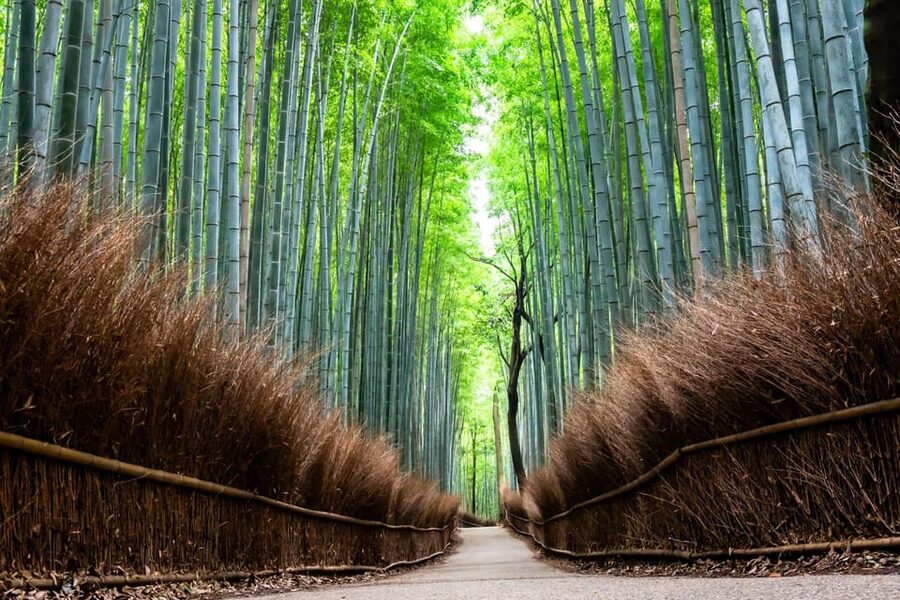 Kyoto: Private Full-Day Tour by Car - What the guide does beyond facts