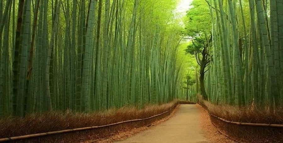 Kyoto:Private Tour/Luxury Vehicle with Guide & photographer - Why this private Kyoto day beats hopping around on your own