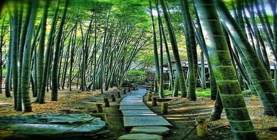 Kyoto:Private Tour/Luxury Vehicle with Guide & photographer - Who this Kyoto private tour is best for