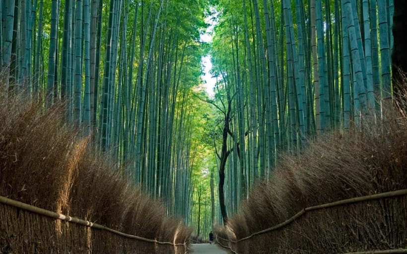 Kyoto UNESCO World Heritage Sites 1d Tour from Osaka/Kyoto - The optional A5 Kobe Beef lunch: is it worth it?