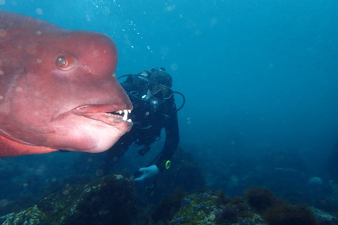 Let's enjoy Scuba diving in Izu Peninsula for certificate Diver - Key highlights to know before you go
