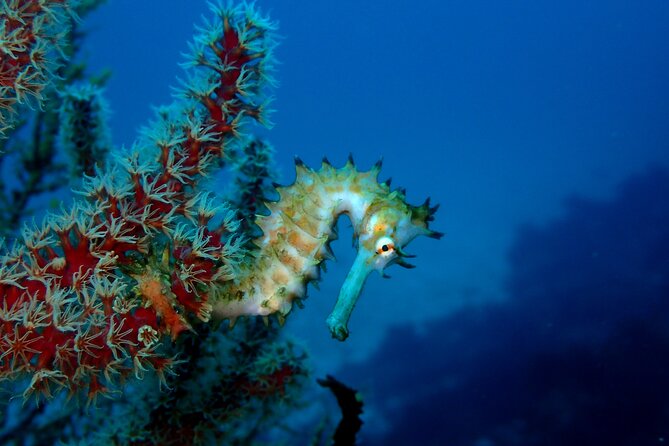 Let's enjoy Scuba diving in Izu Peninsula for certificate Diver - The 9:00am schedule, how the day flows, and what to expect