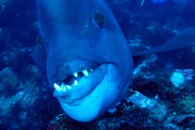 Let's enjoy Scuba diving in Izu Peninsula for certificate Diver - What you will see underwater at IOP (and why it feels memorable)