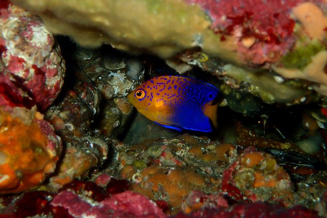 Let's enjoy Scuba diving in Izu Peninsula for certificate Diver - Guide style and language support, with Morita san as a standout