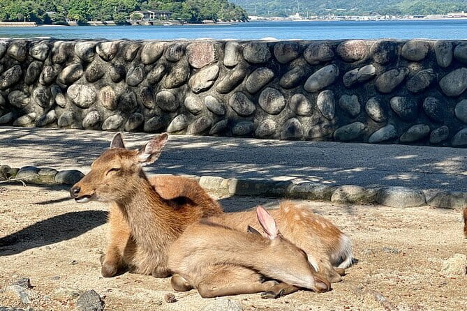 Miyajima Highlights: Itsukushima Shrine & Island Nature - Private Miyajima with Hiroshima locals, not just shrine stops
