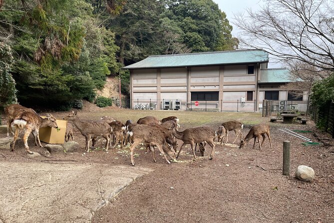 Miyajima Island Tour with Certified Local Guide - Miyajima in 4 hours: what this tour gets right