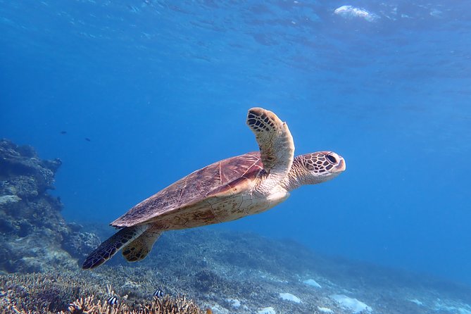 [Miyako Island/Half Day] Sea Turtle Snorkeling - Key things that matter on this Miyakojima turtle swim