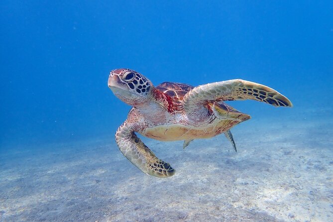 [Miyako Island/Half Day] Sea Turtle Snorkeling - Why Miyakojima sea turtle snorkeling works for first-timers
