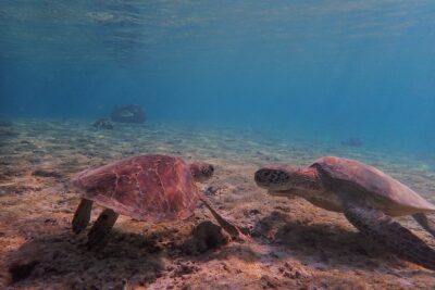 [Miyako Island/Half Day] Sea Turtle Snorkeling