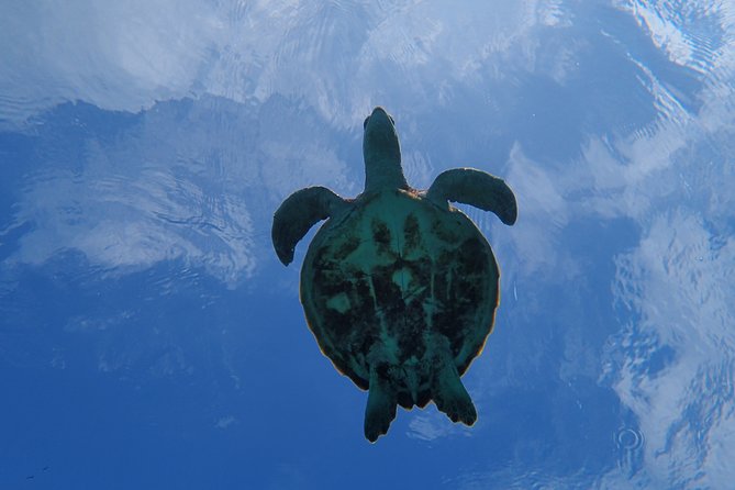 [Miyako Island/Half Day] Sea Turtle Snorkeling - Turtle odds, coral watching, and how to get the most from your time