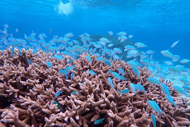 [Miyako Island/Half Day] Sea Turtle Snorkeling - Free waterproof photo data, and making sure you come away satisfied