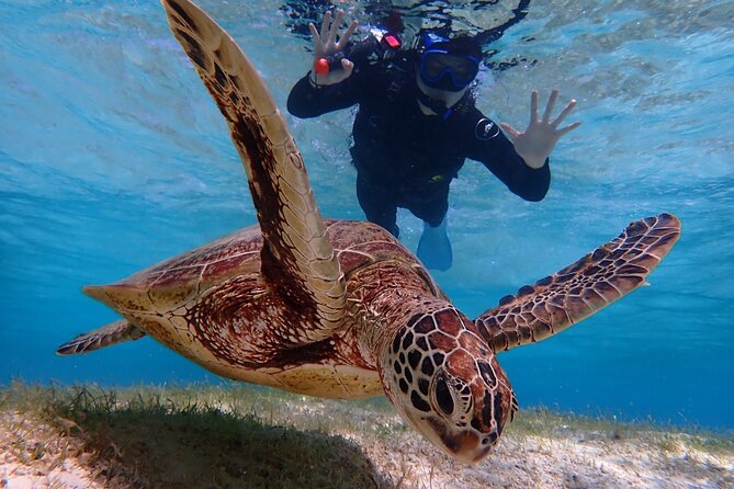 [Miyako Island/Half Day] Sea Turtle Snorkeling - Safety rules that sound strict, but keep the experience fun