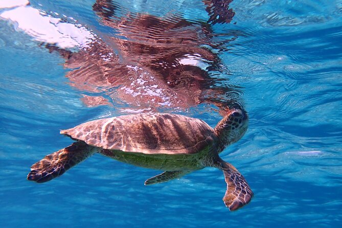 [Miyako Island/Half Day] Sea Turtle Snorkeling - Price and value: is $45.76 a fair deal?