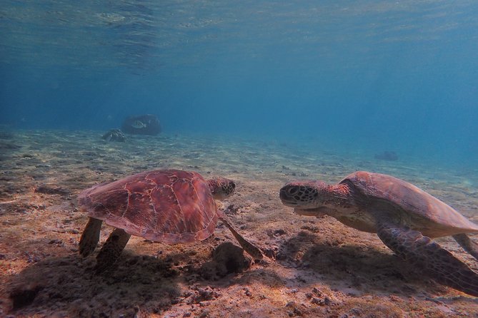 [Miyako Island/Half Day] Sea Turtle Snorkeling - Meeting at Shigira Beach and the half-day timing that keeps it moving