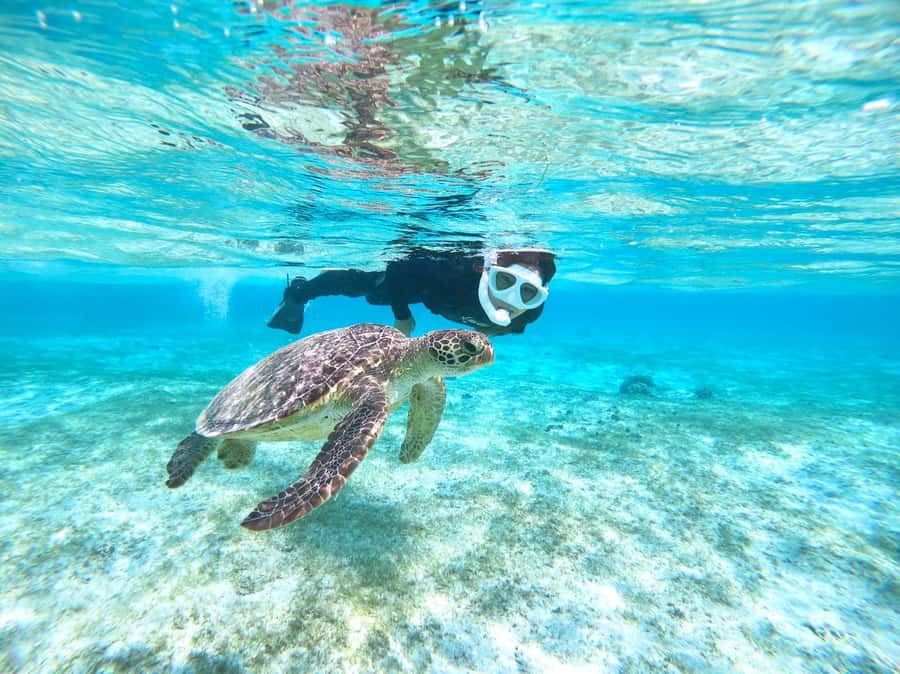 Miyako island: Pumpkin Limestone Caving & Snorkeling - The break at a local restaurant, when you will need it