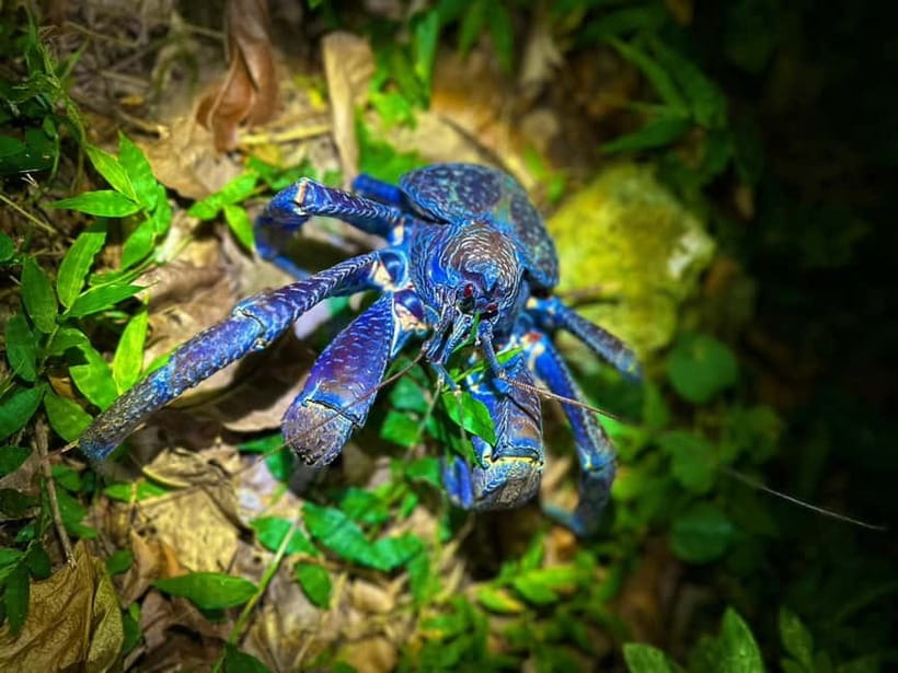Miyako Island: Stars & Jungle Night Walking Tour - Key takeaways