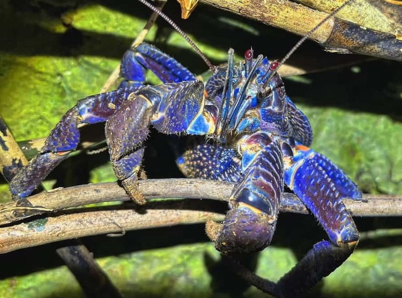 Miyako Island: Stars & Jungle Night Walking Tour - Coconut crab dreams, island creatures, and what not to expect